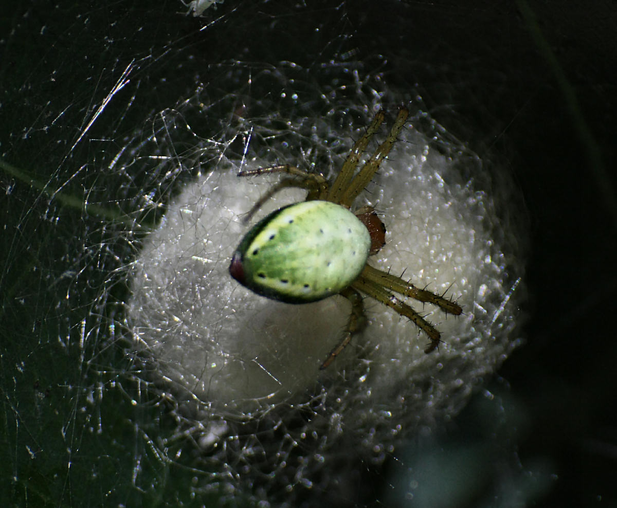 Araniella sp. - Lesmo (MB)